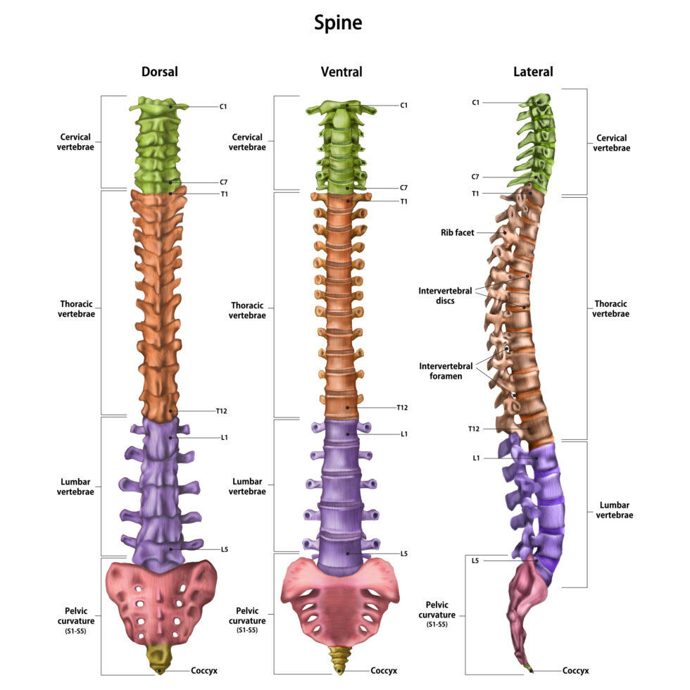 Spine Anatomy | David Berro